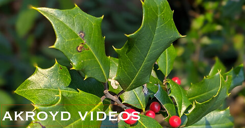 ELVIS PRESLEY - HOLLY LEAVES & CHRISTMAS TREE'S