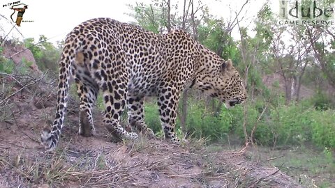 Male Leopard ROAR!