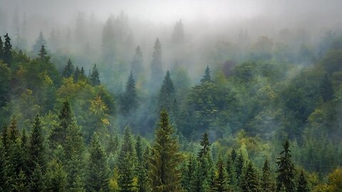 Relaxing Wind Sound 1 Hour / Dancing Forest in The Blowing Wind (Nature Sounds)