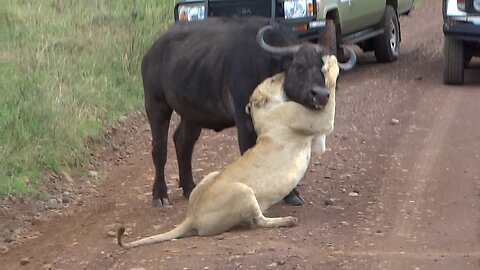 Lion killing Cape Buffalo