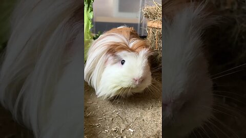 Cute Guinea pig says hello 👋