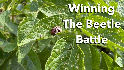 Simple Organic Control of Potato Beetles