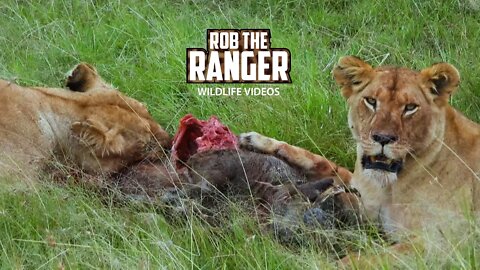 Lionesses Feeding on Warthog | Maasai Mara Safari | Zebra Plains