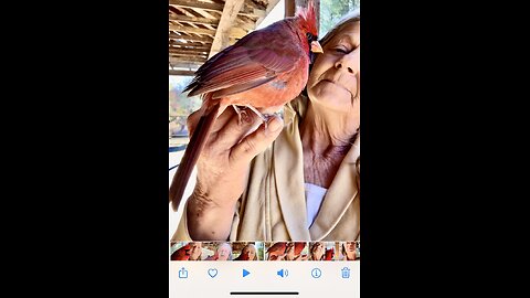 Beautiful colored Red bird acts like a tame parakeet .