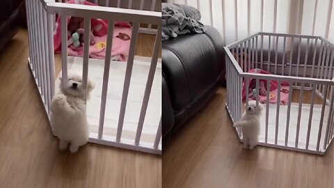 Puppy Gets Stuck Better Cage Rails