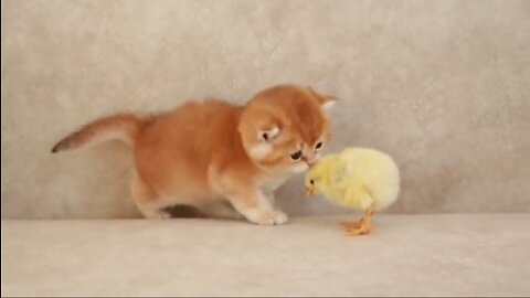 Kittens walk with a tiny chicken