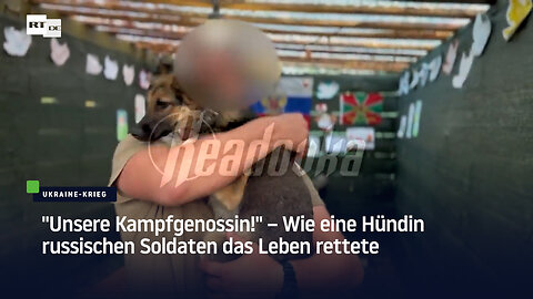 "Unsere Kampfgenossin!" – Wie eine Hündin russischen Soldaten das Leben rettete