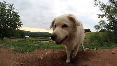 Guard dog makes dirt bed despite chaos around her