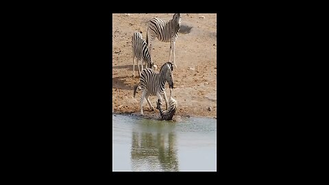 Zebra Tries to Kill Foal While Mother Fights Back#animals #wildlife #leopard #bestv #fyp