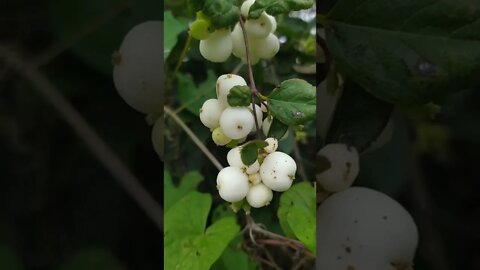 Snowberry