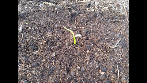 Planting Overwintered Ginger 5/11/23