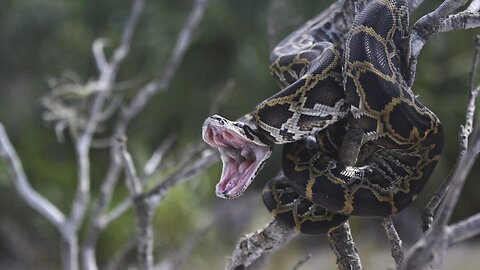 5 Fun Facts About The Burmese Python