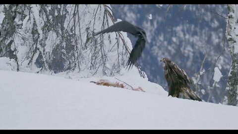 Proud golden eagle landing in the snow at mountain peak at the winter