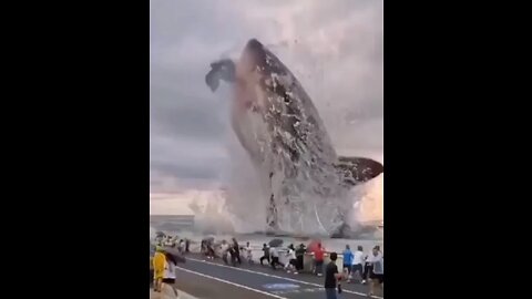 Great White Shark Jumps | Incredible Footage of Sharks Leaping Out