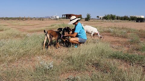 Goats on Natural Desert Pasture for the First Time!