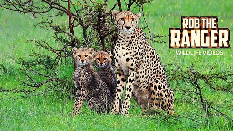 Cheetah And Cubs Disturbed By Hyena | Maasai Mara Safari | Zebra Plains