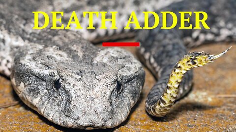 The Deadly Australian Death Adder