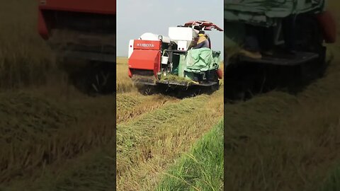 Kubota harvesting