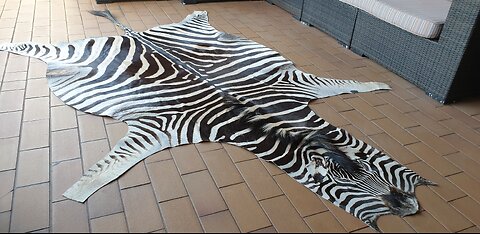 Burchell Zebra Rugs for sale