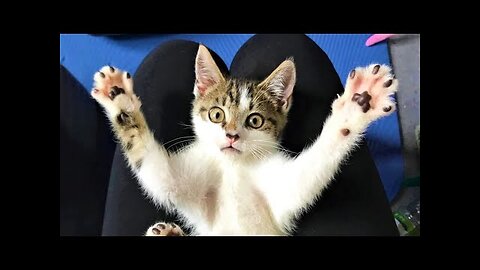 Most Satisfying Funny Cat Video