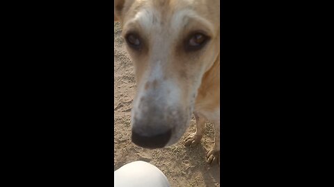 part 1 dogs 🐕 video