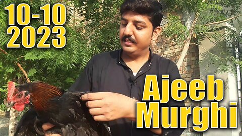 Ajeeb Murghi | Haronabad | 10-10-2023 | Brand New |