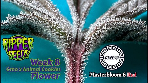 Ripper Seeds GMOxAnimal Cookies Wk 8 flower in rdwc under​⁠ @grandmasterlevel Masterbloom 6 Reds