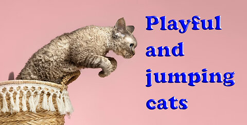 Playful and jumping cats