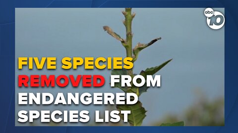 Five species taken off endangered list