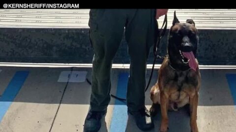 KCSO: K-9 Hannes died from heat stroke