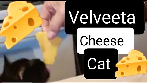 VELVEETA CHEESE BLOCK IS OUR CAT'S FAVORITE TREAT