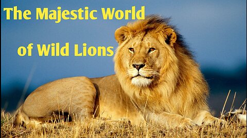 The Majestic World of Wild Lions||Nature Explorer