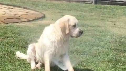 Dog cools off by sitting in front of sprinkler