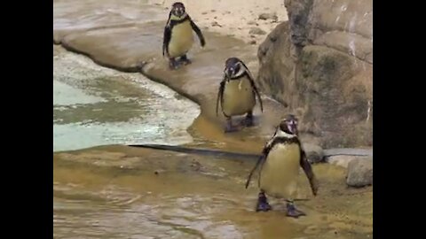 Penguins take a bath