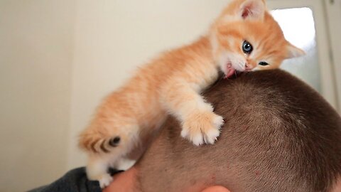 This Tiny Kitten Cured Depression 😘🐈 Soo Cute | WHO IS NEXT? 😀