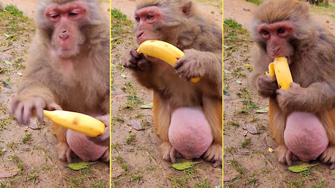 Monkey eat banana