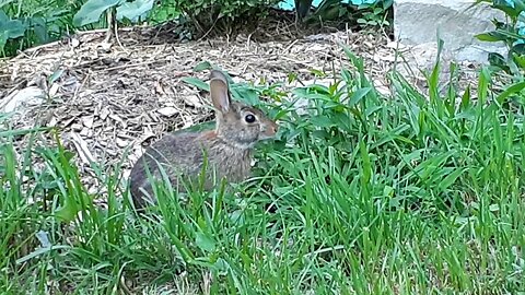 Another quick bunny clip. Wall of perennial kale saving my squash and peppers