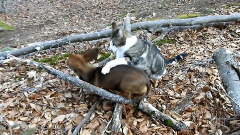 Energetic puppy longing for cat attention in the forest