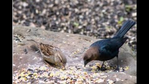 Bird eating food