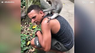 Inquisitive monkey interacts with tourist in Bali