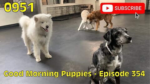 [0951] GOOD MORNING PUPPIES - EPISODE 354 [#dogs #doggos #doggos #puppies #dogdaycare]