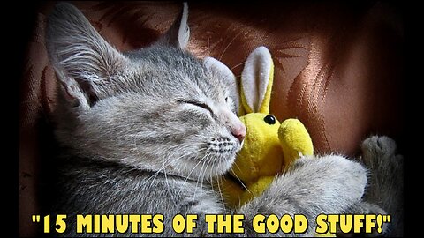 😺15 MINUTES OF THE GOOD STUFF!😺, #1 - PILOT EPISODE (CLIP)