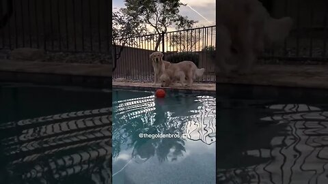 Got a new toy and " learned how to swim" #goldenretriever