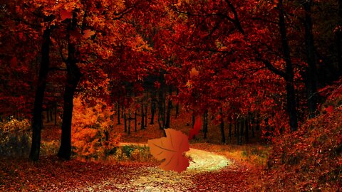 Beautiful autumn road with leaves falling and wind blowing