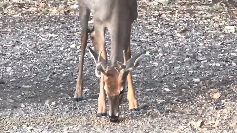 Watching Giant Deer Antlers Grow! October 1st-10