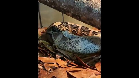 😳😱Top Dangerous snake ❤️ |🐍🐍 Snake nature WhatsApp Status | amazing nature video #shorts(1)