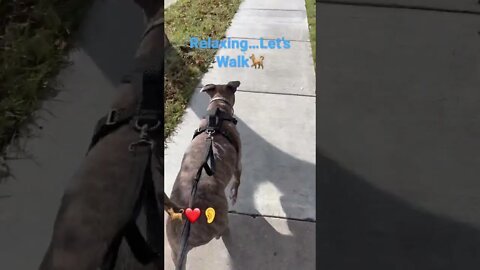 Relaxing Bouncing Dog Ears Walk -see comments #dogs #shorts #free