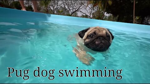 Pug dog swimming in the pool, very cute.