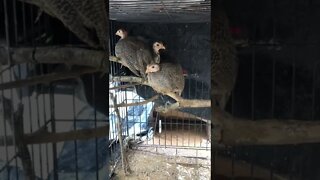 Guinea fowl keets perching - preparing for the trees