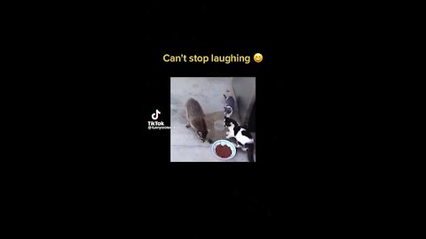 Cant stop laughing animal compilation